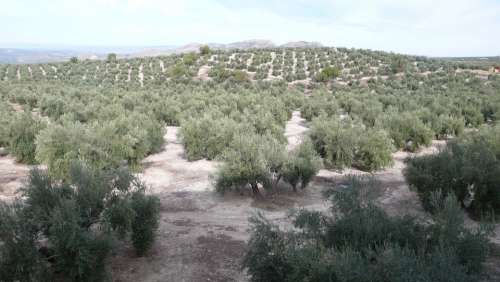Olive Nature Olivas Vegetable Field Autumn