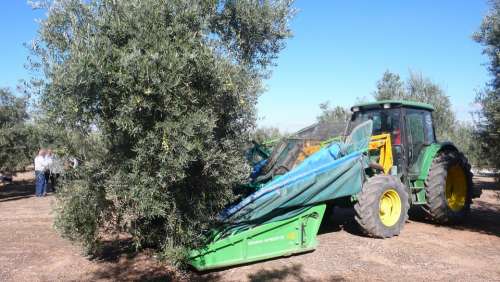 Olive Olives Olivas Fruit Tree Nature Harvest