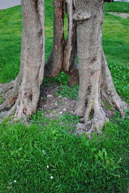 Olive Tree Log Olive Root Structures Gnarled