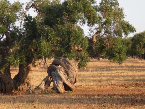 Olive Tree Trees Secular