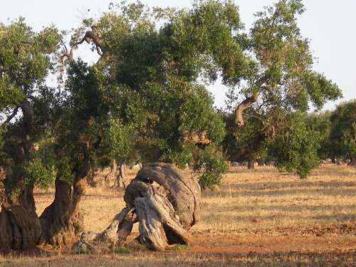 Olive Tree Trees Secular