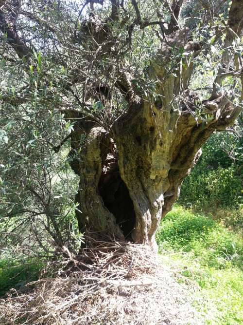 Olive Tree Mediterranean Tree Old Green Nature