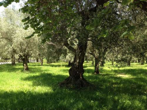 Olive Trees Trees Summer Nature Sun South