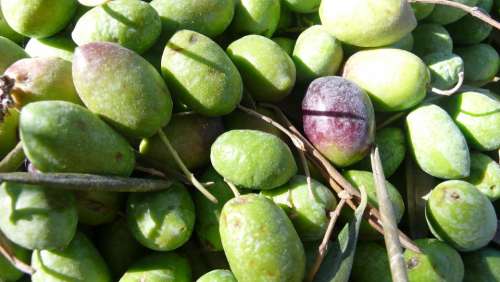 Olives Olive Nature Olivas Vegetable Funds Field