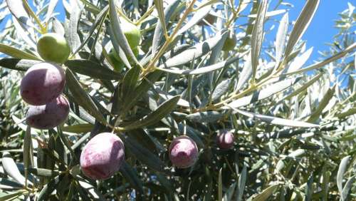 Olives Olive Fruit Olivas Vegetable