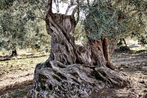 Olives Levels Olive Tree More Olive