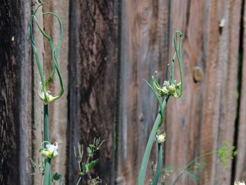 Onion Plant Blooms The Ovary Summer Fence