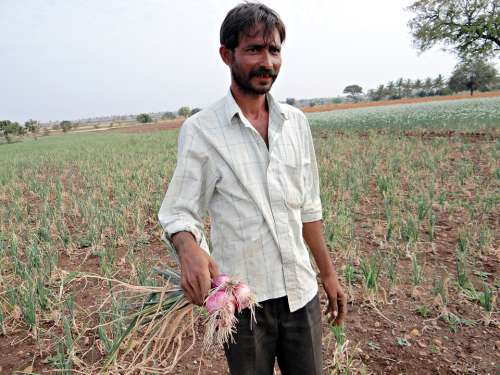 Onions Farmer Farm Field Crop India