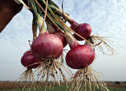 Onions Fresh Harvested Vegetable Onion Bulbs India