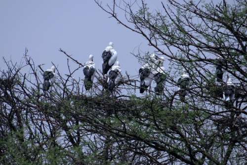 Openbill Stork Asian Openbill Heronry Nesting