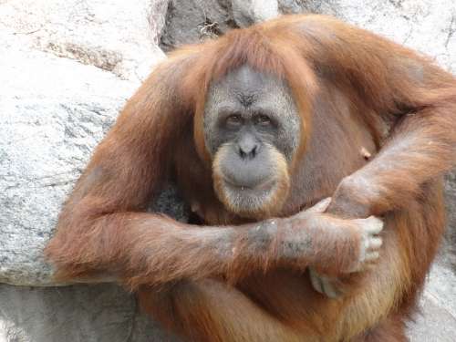 Orang Utan Zoo Monkey Ape Primate Nature Orange