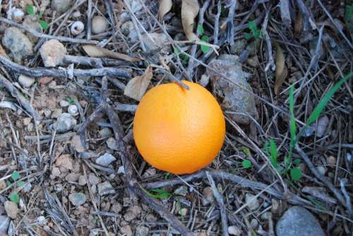 Orange Valencia Nature Fruit