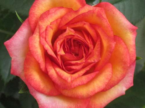 Orange Rose Flower Bloom Fragrance Beauty Blossom