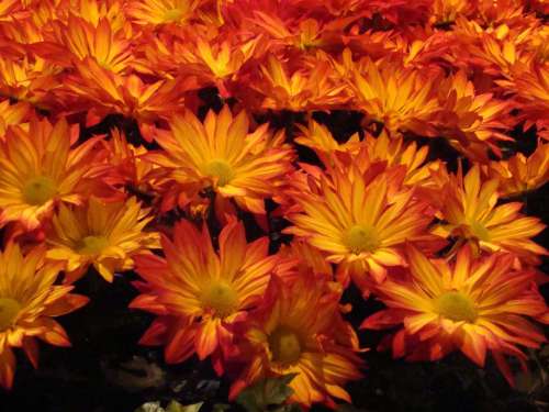 Orange Flowers Close-Up Colorful Yellow Flower