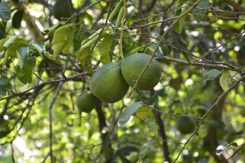 Orange Green Fruit Nature