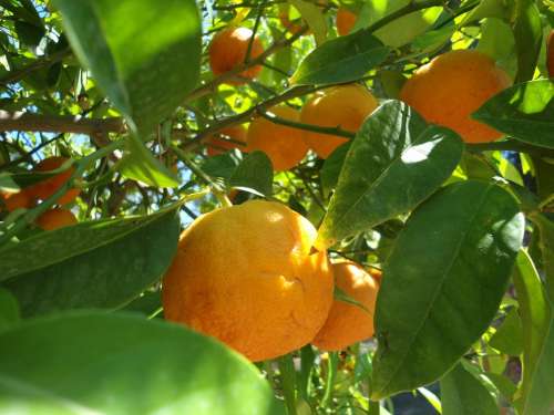 Orange Fruit Fresh