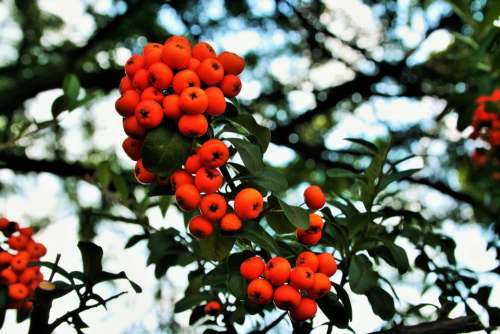 Orange Berries Berries Orange Bright Fleshy