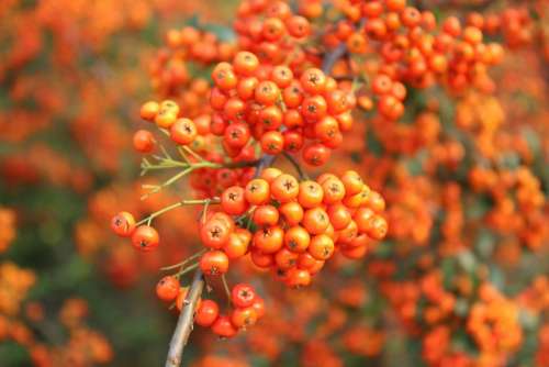 Orange Fruit Autumn Seasonal Harvest Fruit Trees