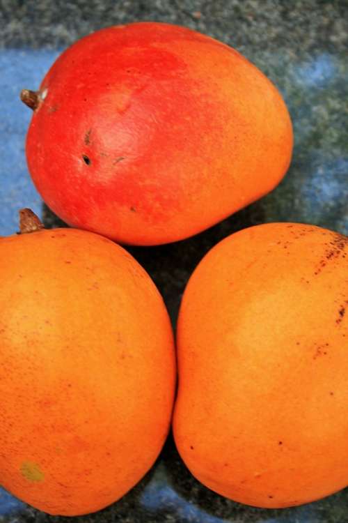 Orange Mango Fruit Mango Orange Plump Tropical