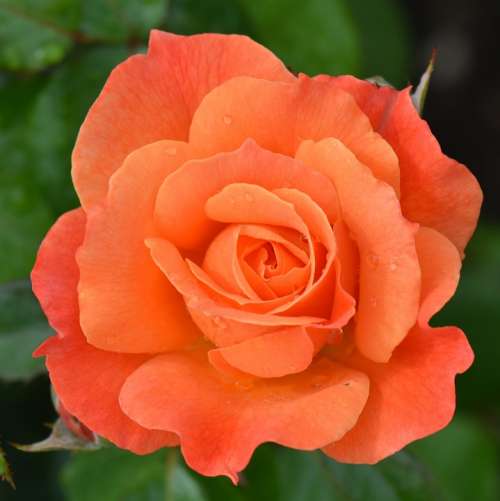 Orange Rose Rose Flower Nature Macro