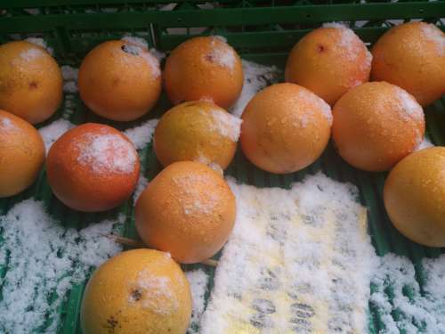 Oranges Orange Snow White Fruit Food
