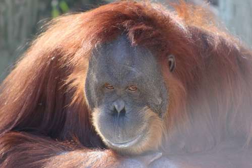 Orangutan Ape Nature Orang Utan Primate Monkey