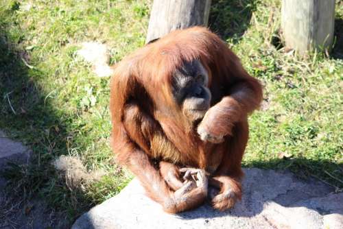 Orangutan Ape Nature Orang Utan Primate Monkey