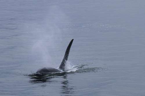 Orca Whale Killer Whale Sea Mammal Whales