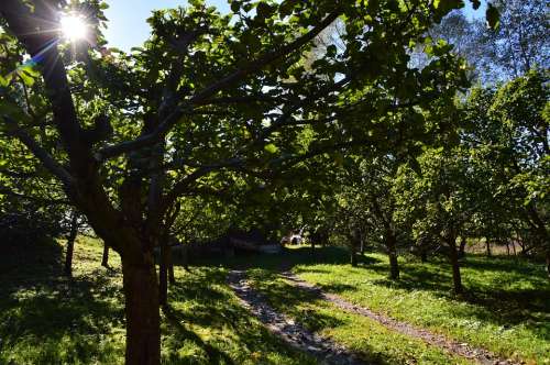 Orchard Fruit Apple Tree Garden Sun Nature