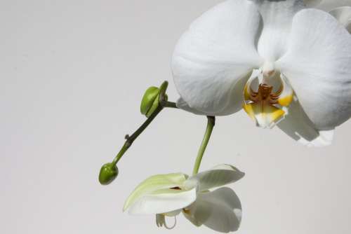Orchid Bud White Flower Blossom Bloom Flora