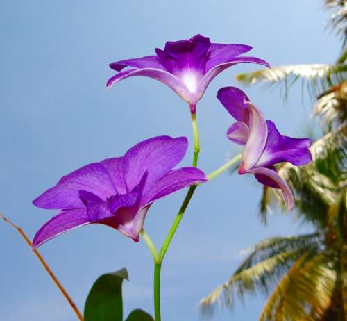 Orchid Dendrobium Purple Orchidaceae Beautiful
