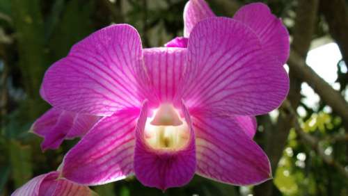 Orchid Purple Beautiful Light