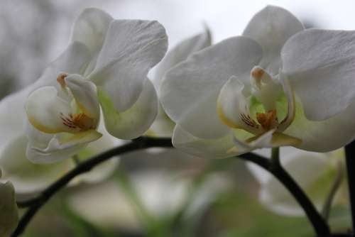 Orchid Flower White Blossom Bloom Plant Beautiful