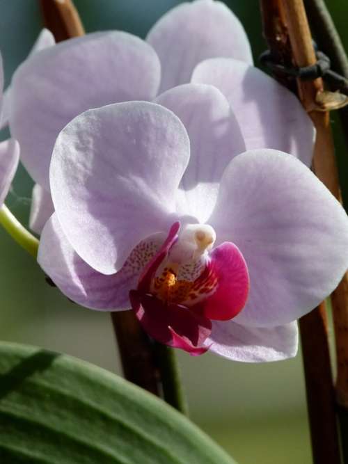 Orchid Flower Flora Florist Plant Lovely Nature