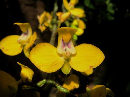 Orchid Flower Yellow Bright Delicate Exotic