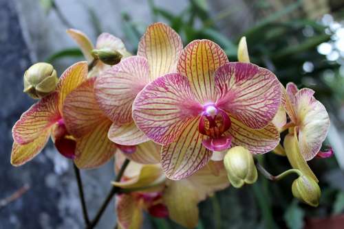 Orchid Veracruz Mexico Nature Plant Flower