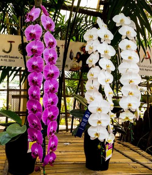 Orchid Flower Blossom Bloom White Purple