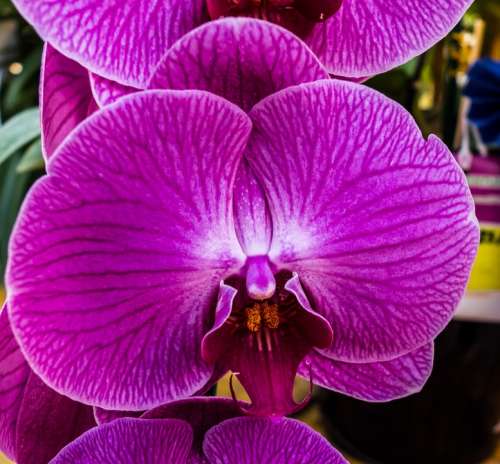 Orchid Flower Blossom Bloom Purple