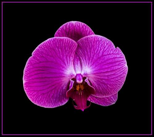Orchid Blossom Bloom Violet Close Up