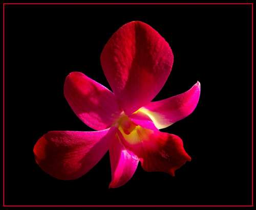 Orchid Blossom Bloom Flower Red