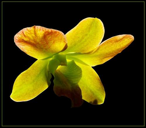 Orchid Blossom Bloom Flower Yellow Green