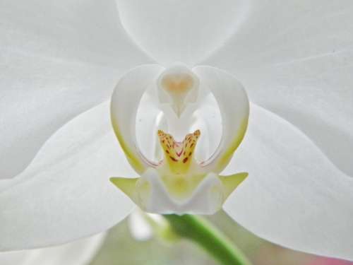 Orchid Blossom Bloom White Plant Leaf Green