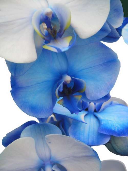 Orchid Blue Light Blue Tender