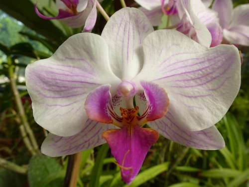 Orchid Plant Flower Sri Lanka