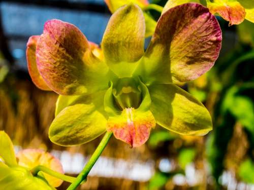 Orchid Flower Blossom Bloom Green Brown