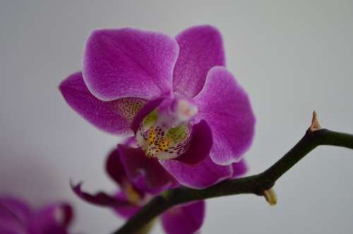 Orchid Houseplant Flower