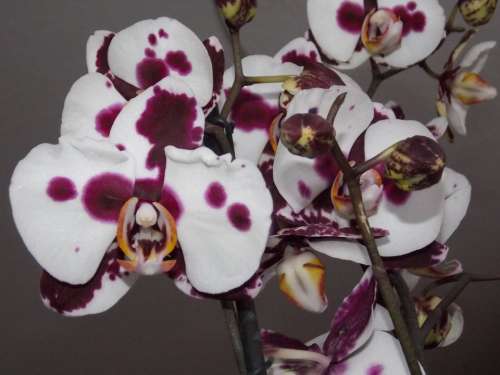 Orchid Flower White Violet Plant