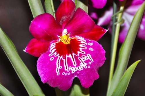 Orchid Blossom Bloom Flower Orchidaceae Violet