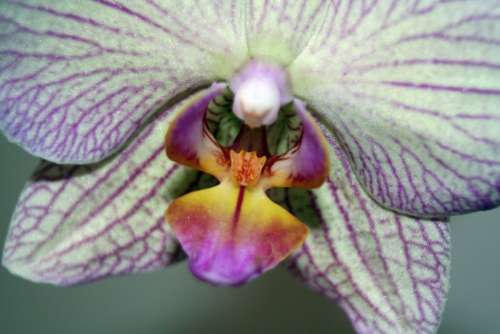 Orchid Flower White Violet Blossom Bloom Plant