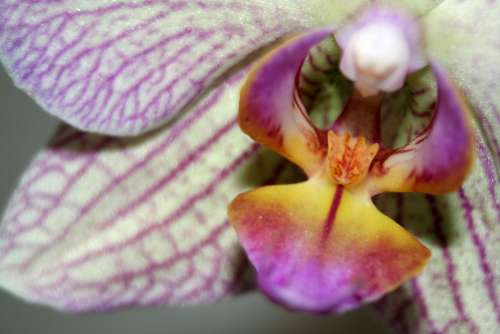 Orchid Flower White Violet Blossom Bloom Plant